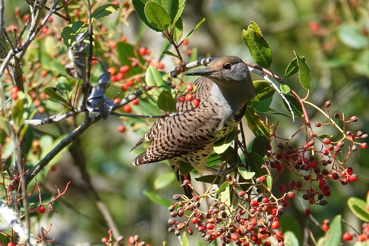 Northern Flicker - ML646698081