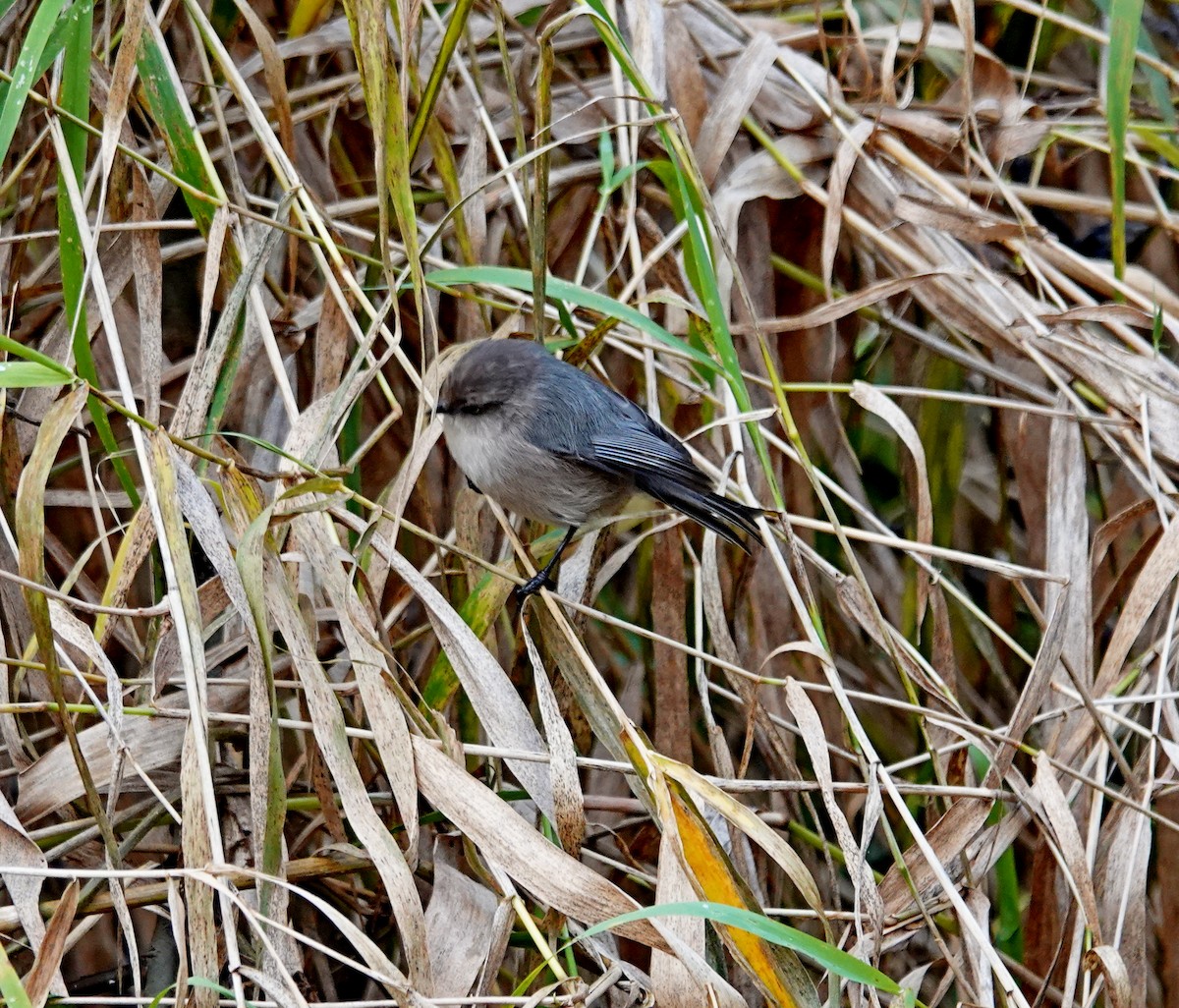Bushtit - ML646698082