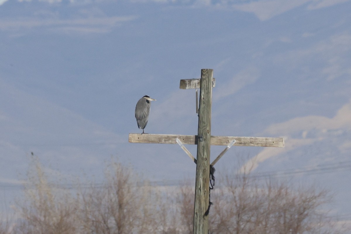 Grand Héron - ML646698083