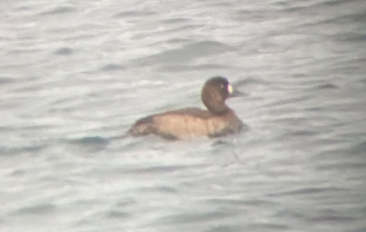 Fuligule milouinan - ML646698085