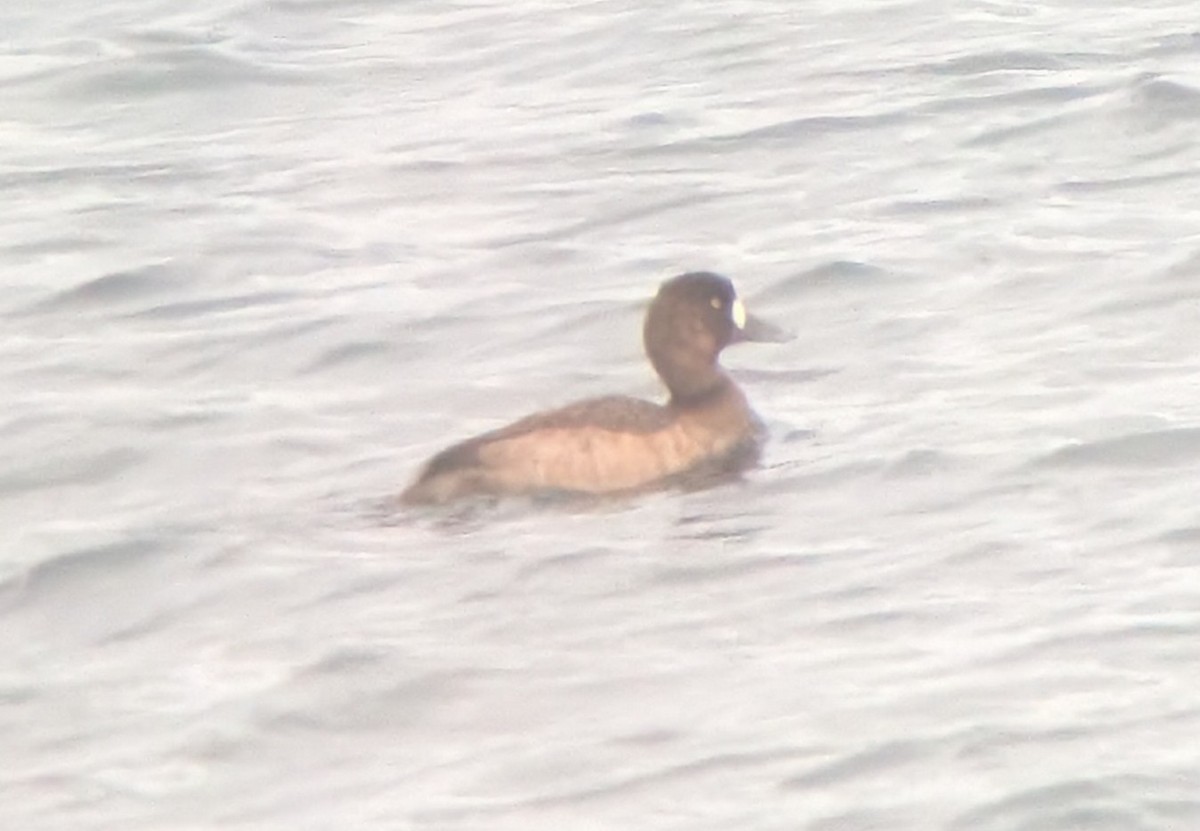 Fuligule milouinan - ML646698086