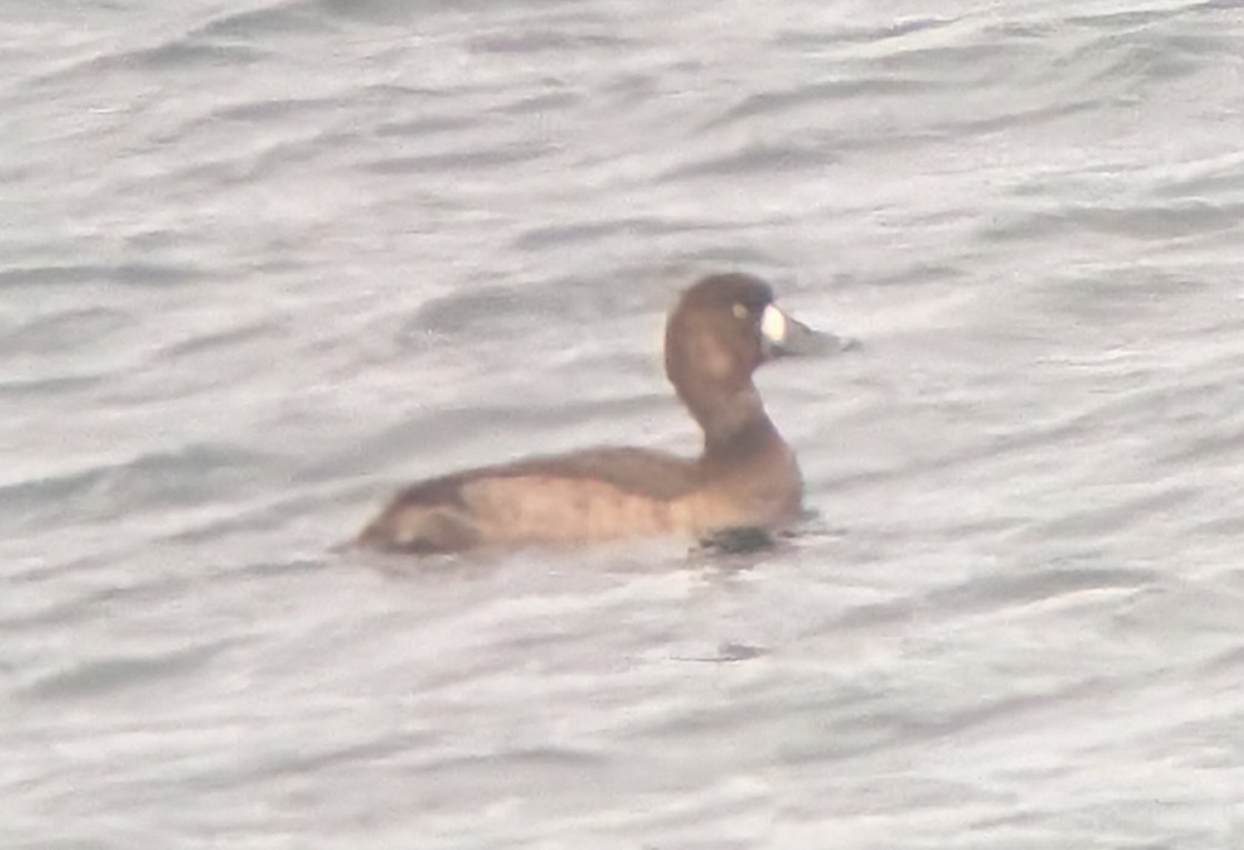 Fuligule milouinan - ML646698087