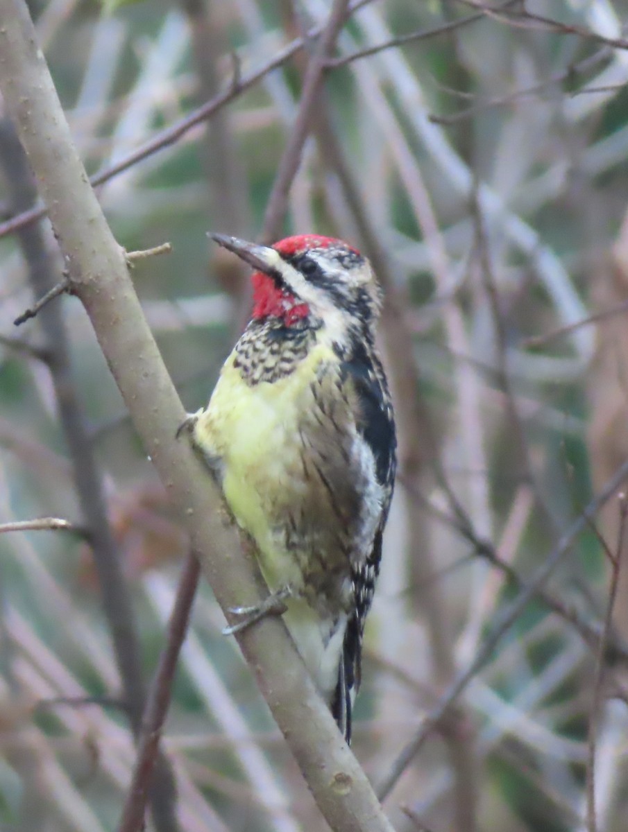 Pic maculé - ML646698089