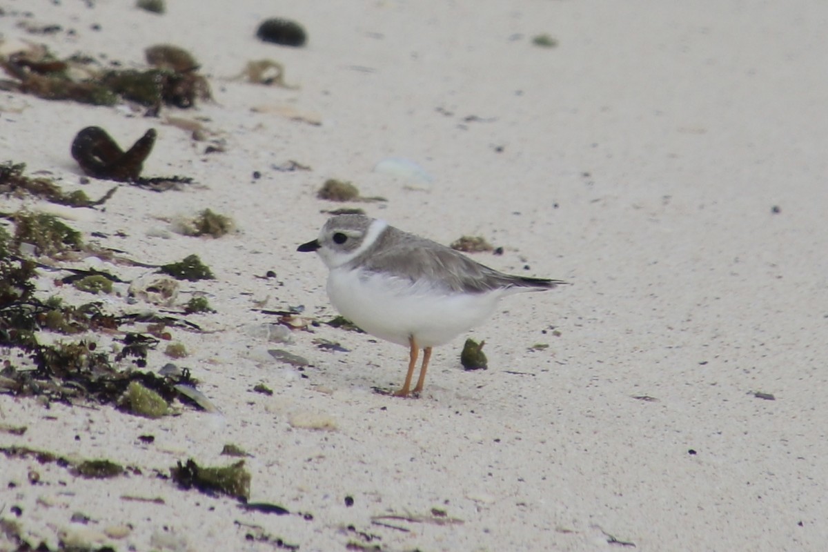 Piping Plover - ML646698090