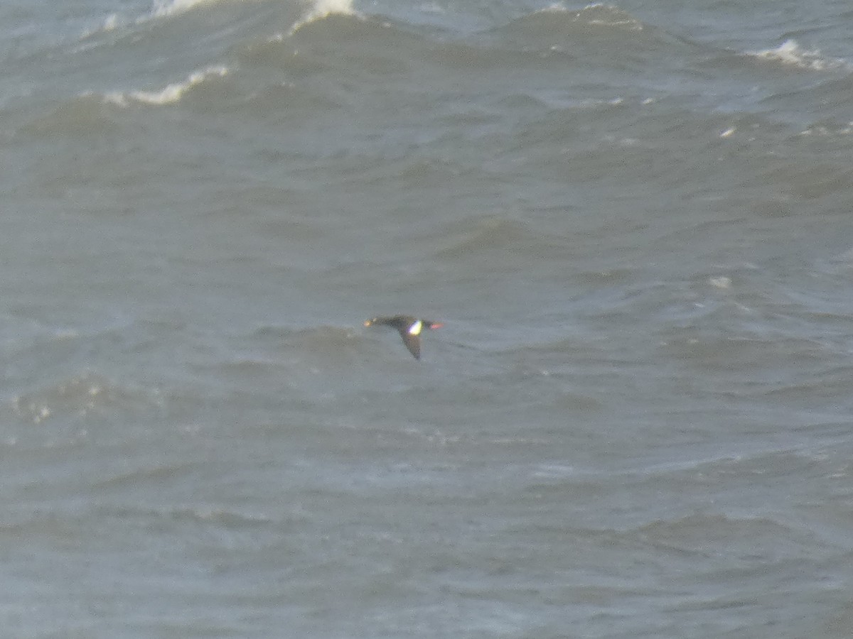 Macreuse brune - ML646698092