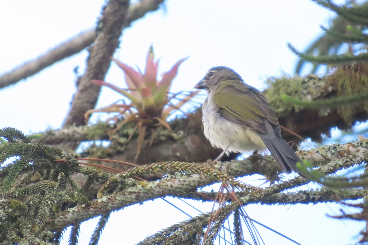 Saltator strié - ML646698093