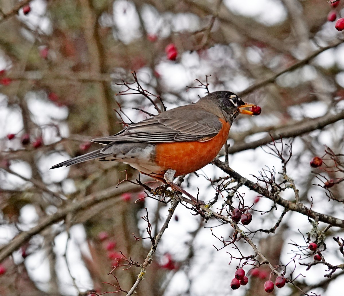 American Robin - ML646698095