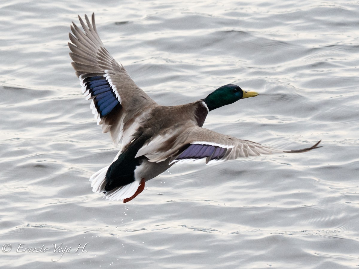 Canard colvert - ML646698097