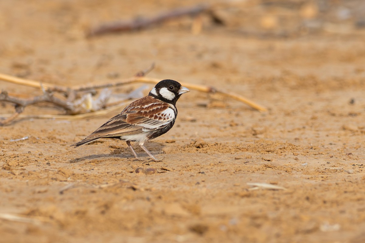 Moinelette à oreillons blancs - ML646698099