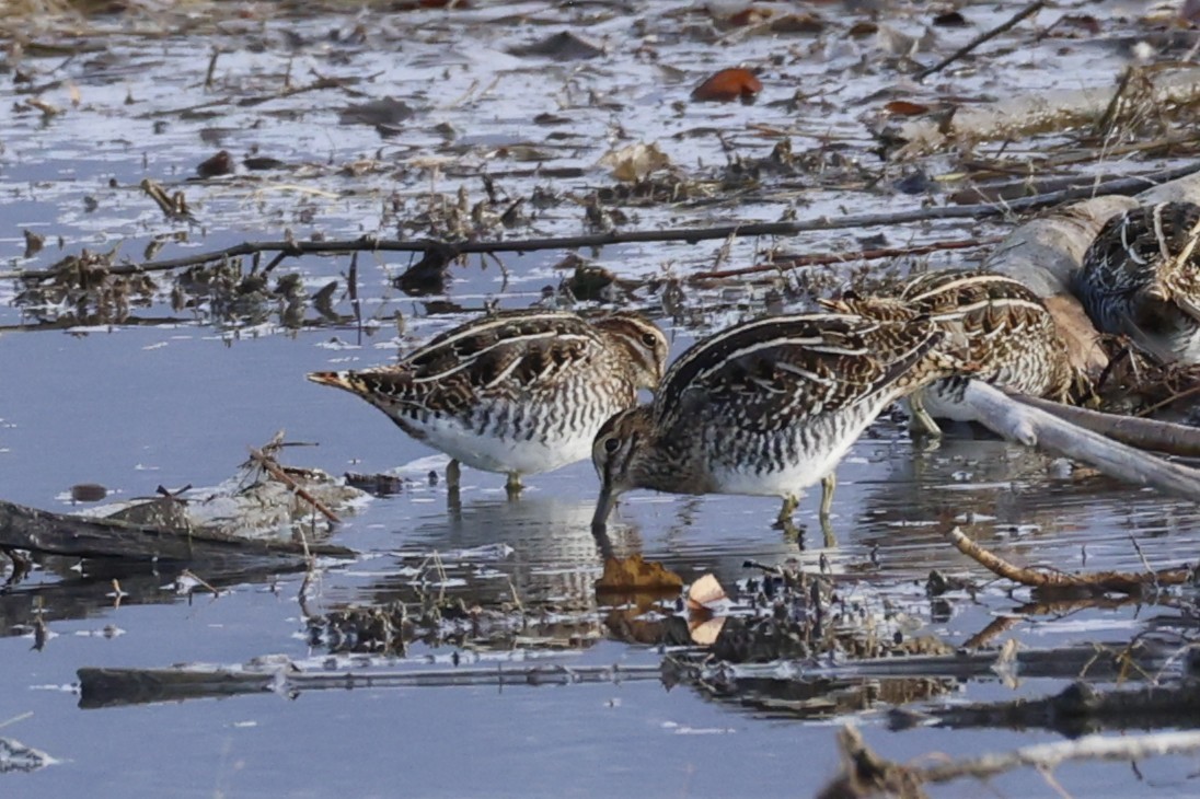 Wilson's Snipe - ML646698100