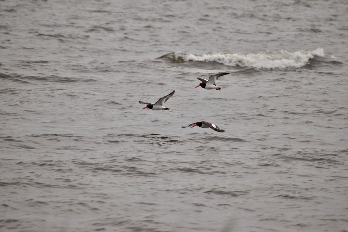 Huîtrier d'Amérique - ML646698101