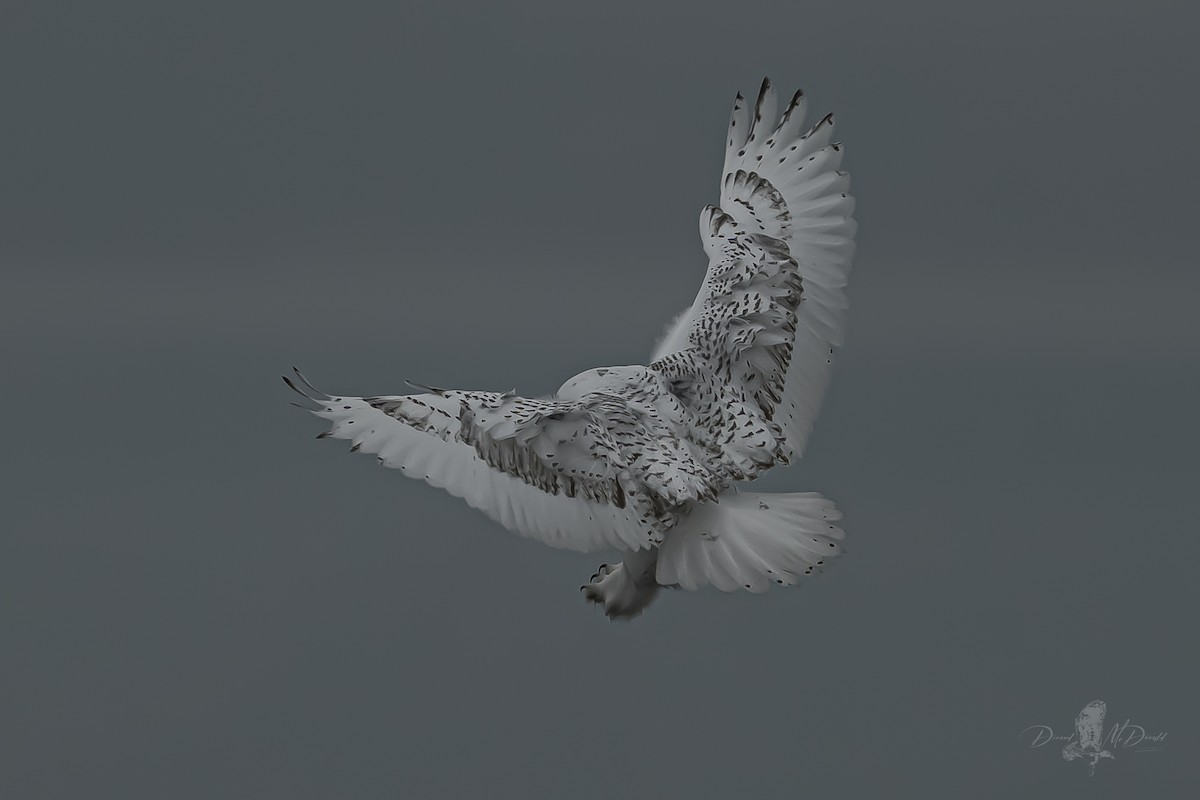 Harfang des neiges - ML646698102