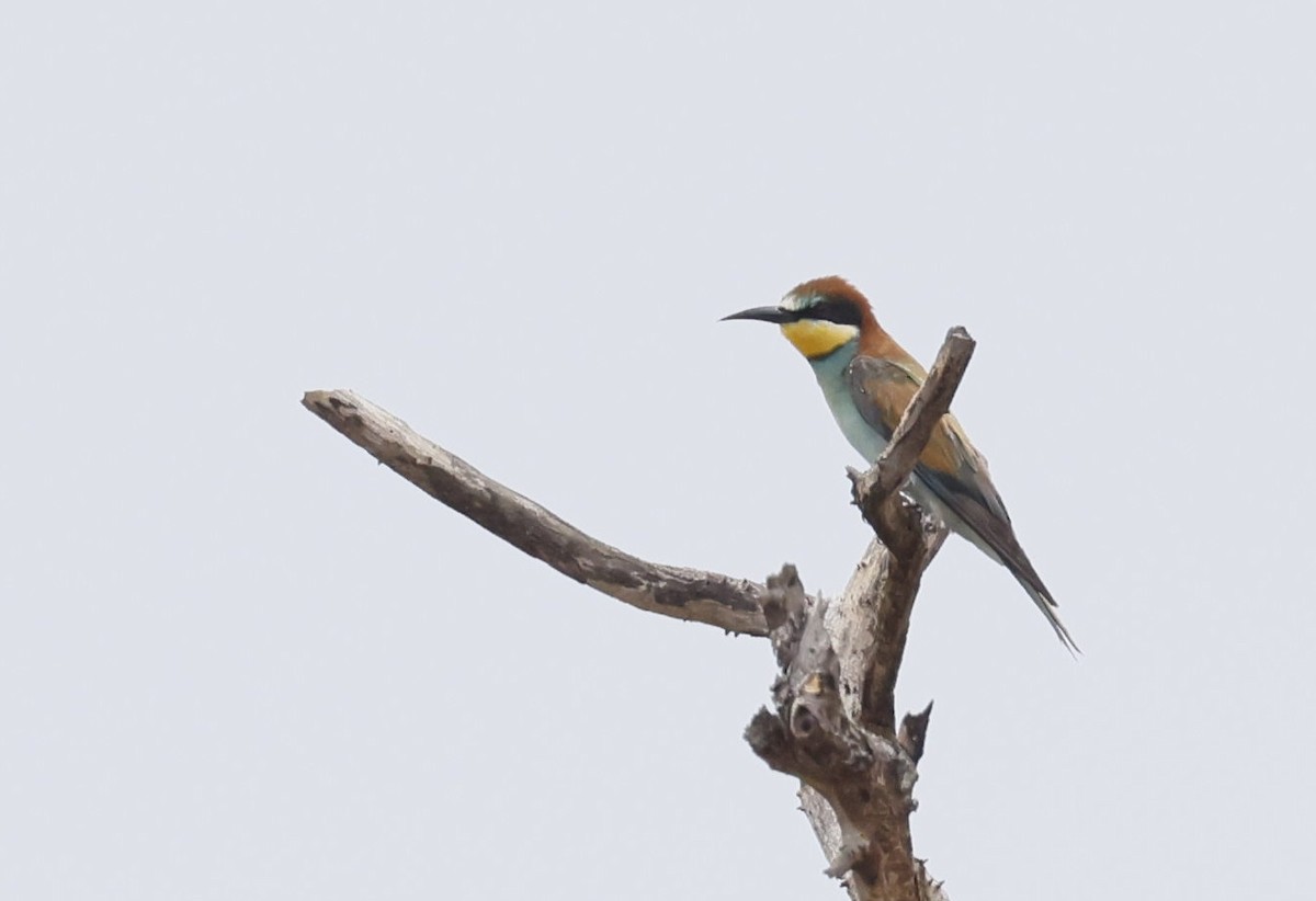 Guêpier d'Europe - ML646698103