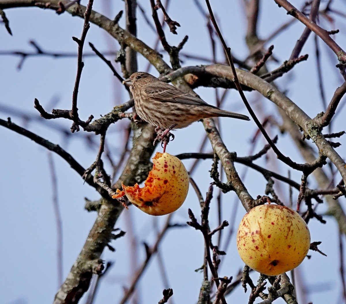 House Finch - ML646698110