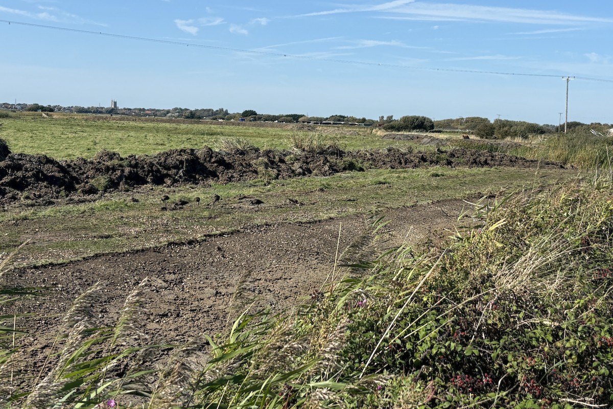 Ibis falcinelle - ML646698111