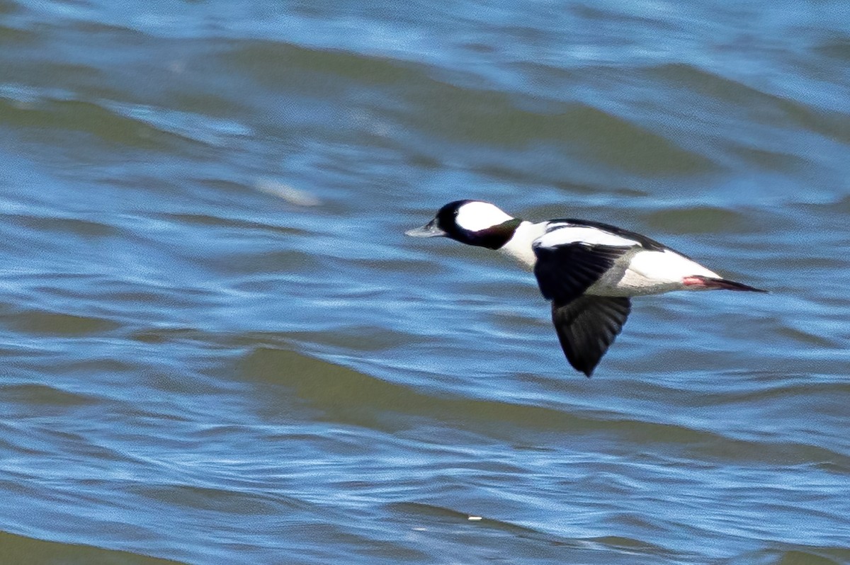 Harle couronné - ML646698112