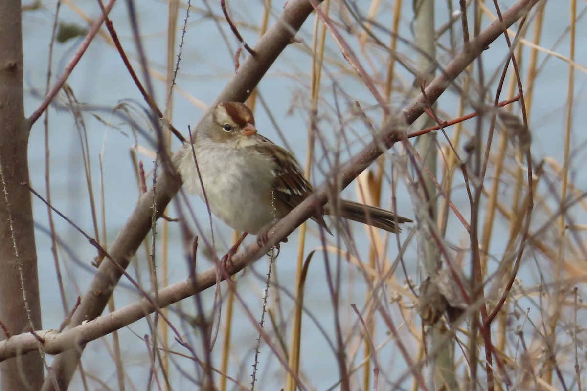 Bruant à couronne blanche - ML646698113