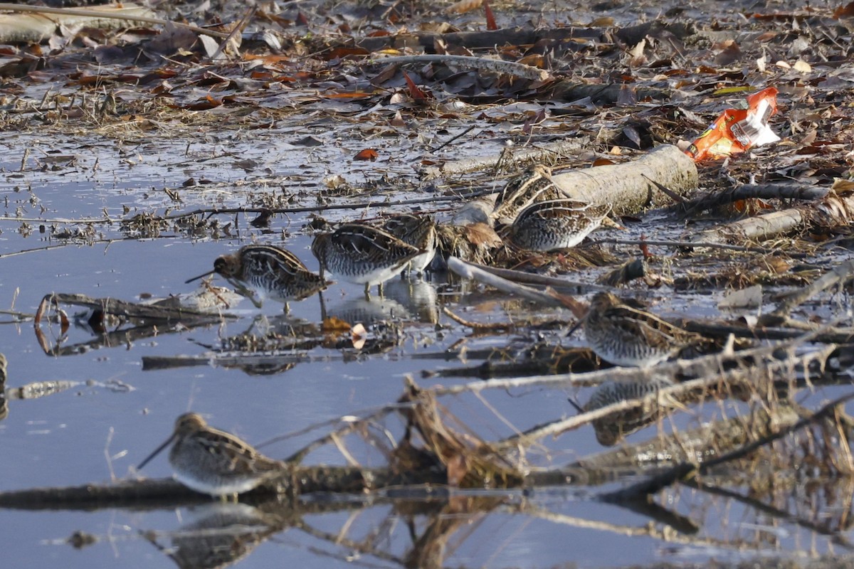 Wilson's Snipe - ML646698115