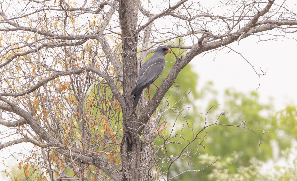 Dark Chanting-Goshawk - ML646698116
