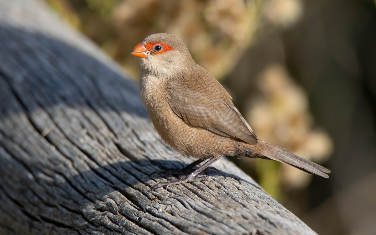 Estrilda mokogorria - ML646698120