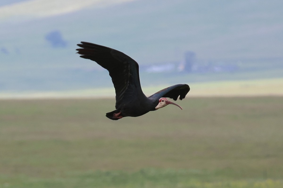 Güney Kelaynağı - ML646698121