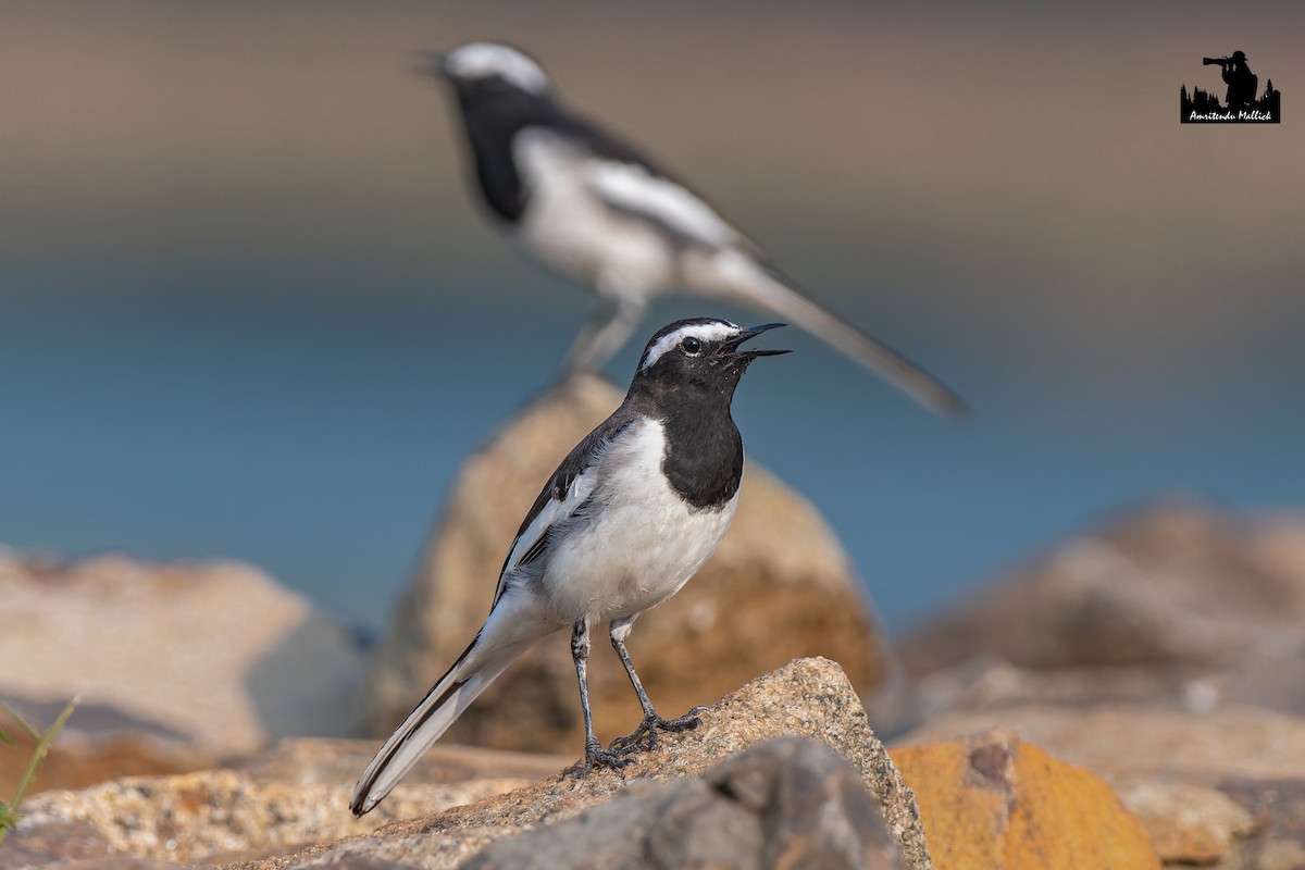 Bergeronnette indienne - ML646698123