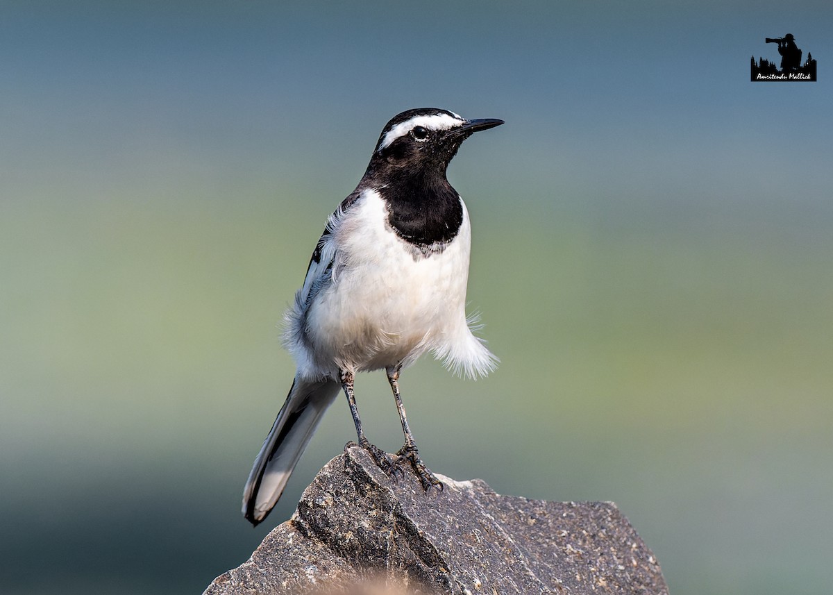 Bergeronnette indienne - ML646698124