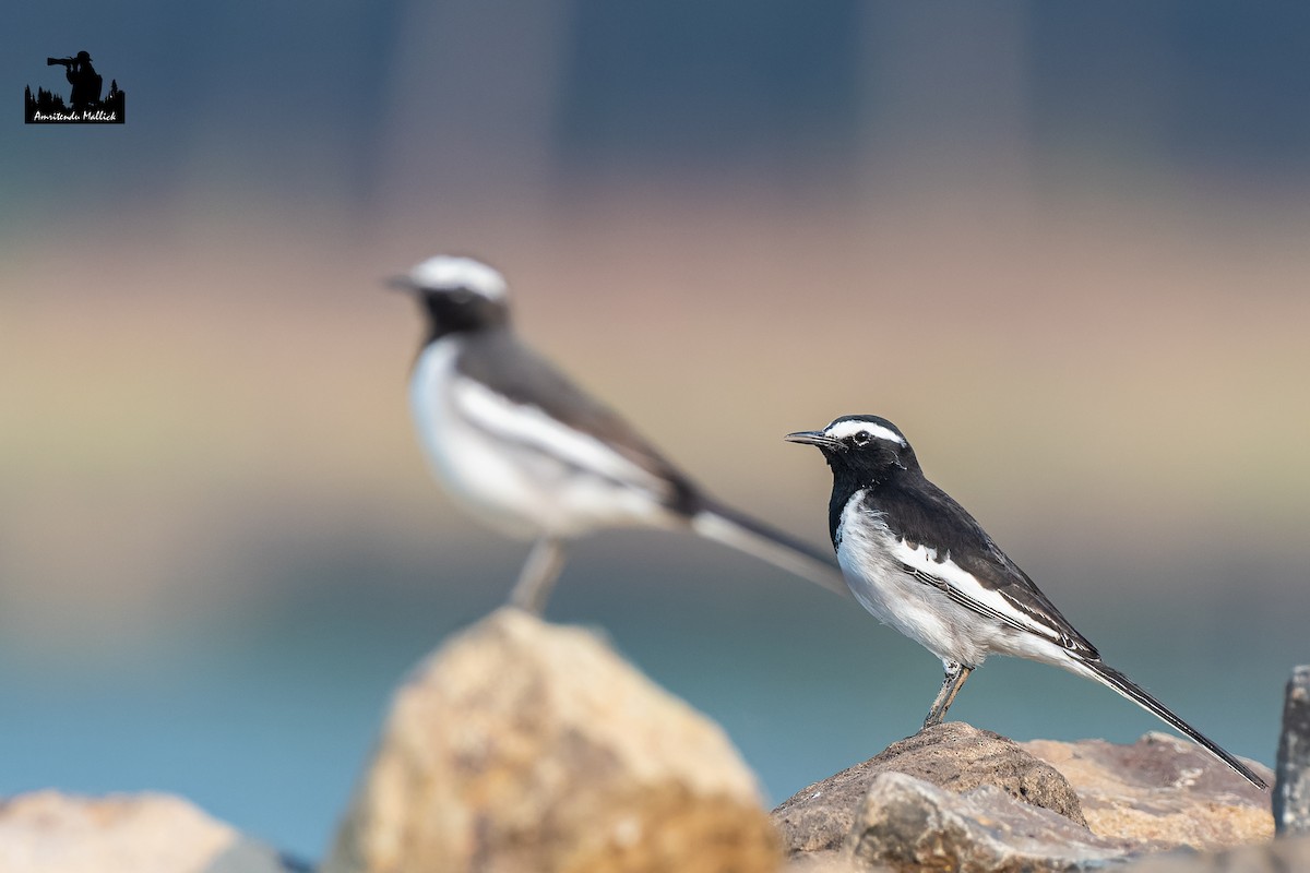 Bergeronnette indienne - ML646698125