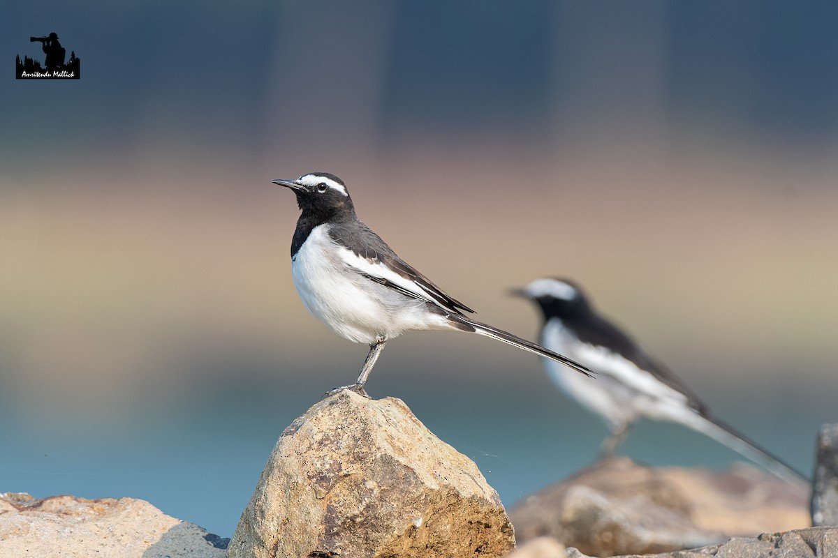 Bergeronnette indienne - ML646698126