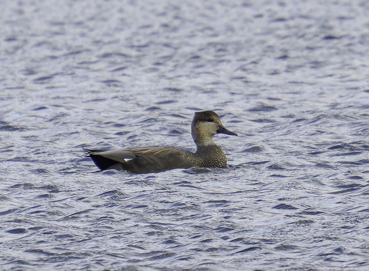 Boz Ördek - ML646698129