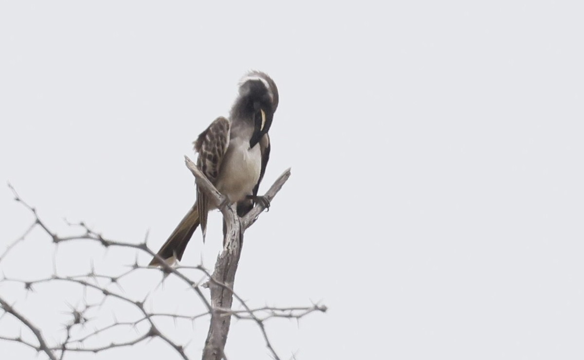 African Gray Hornbill - ML646698134