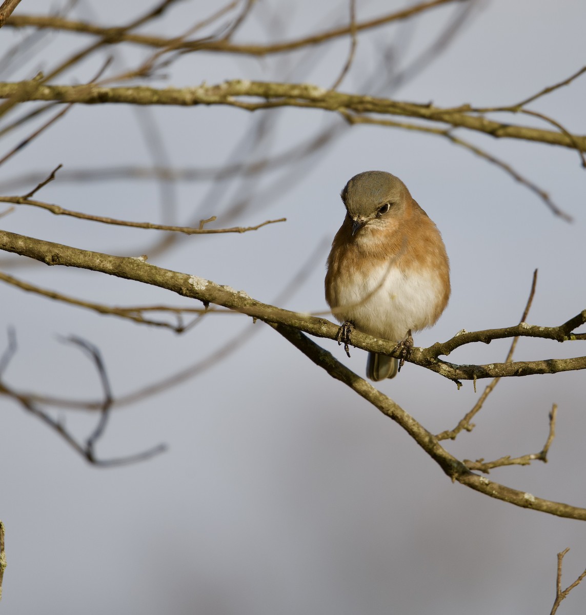 Eastern Bluebird - ML646698135