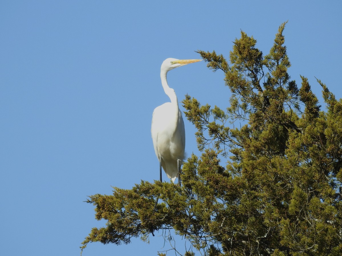 לבנית גדולה - ML646698136