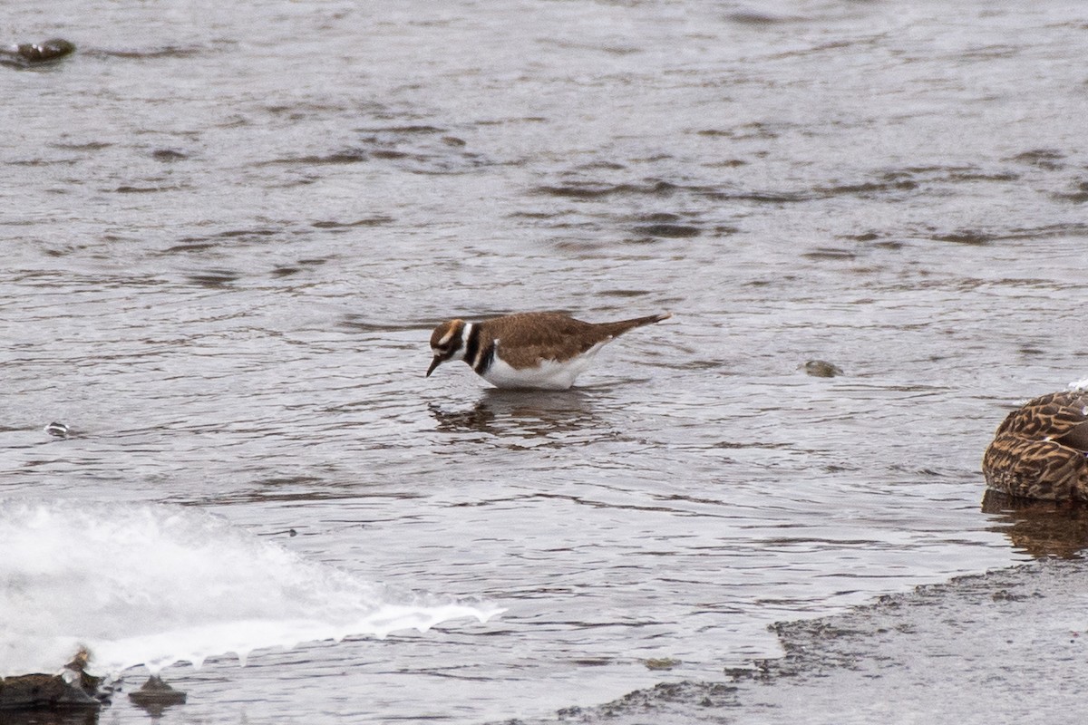 フタオビチドリ - ML646698139