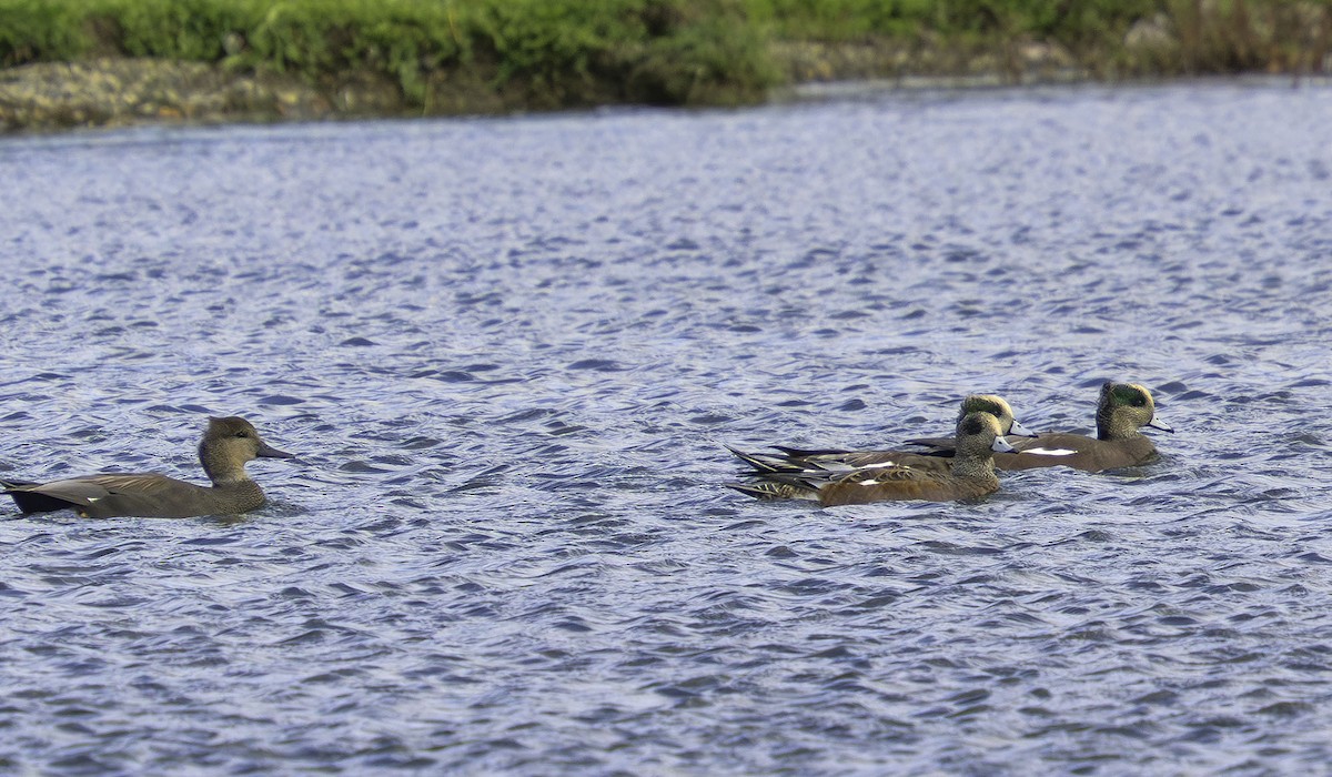 Boz Ördek - ML646698140