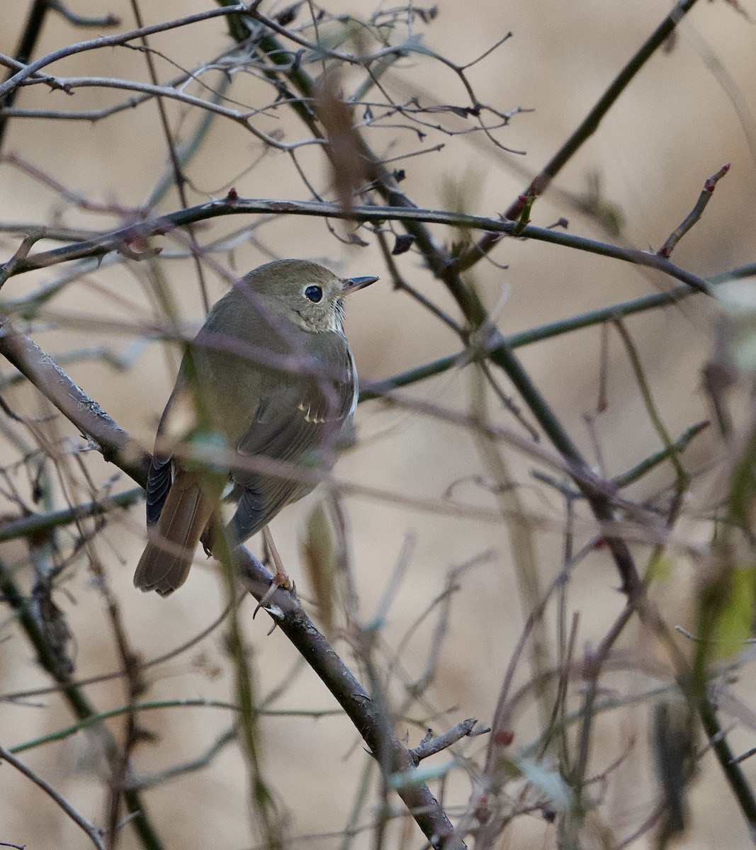 Hermit Thrush - ML646698141