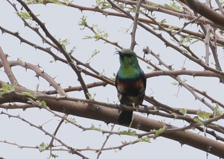 Marico Sunbird - ML646698147