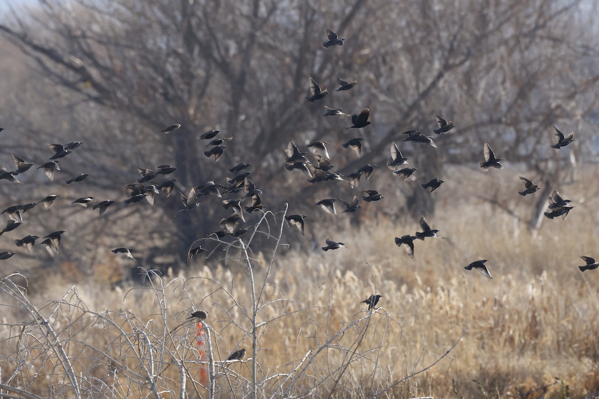 European Starling - ML646698151