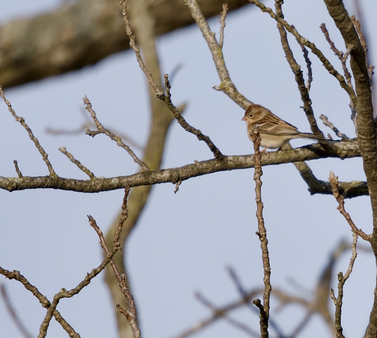 Field Sparrow - ML646698153