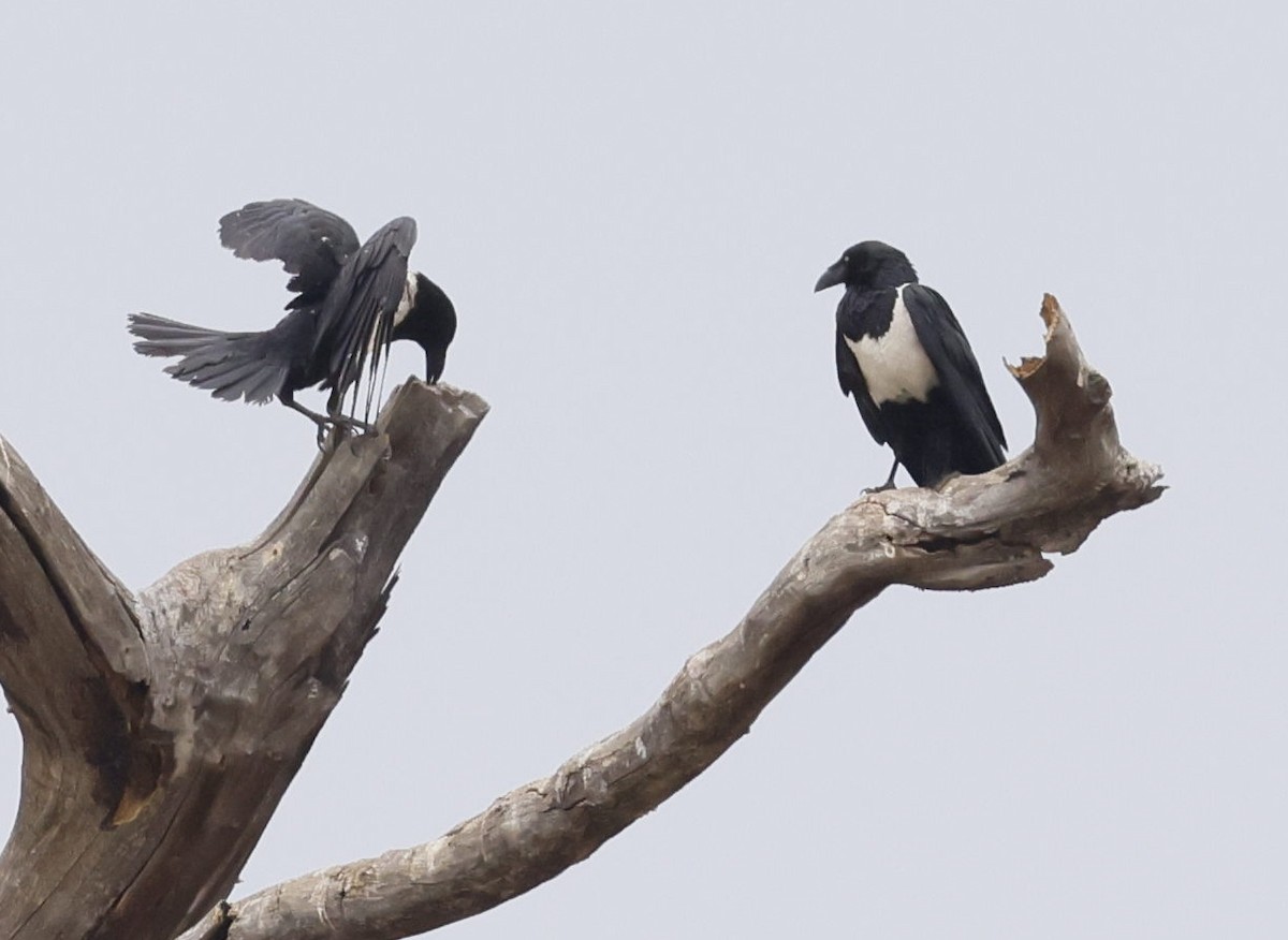 Pied Crow - ML646698158