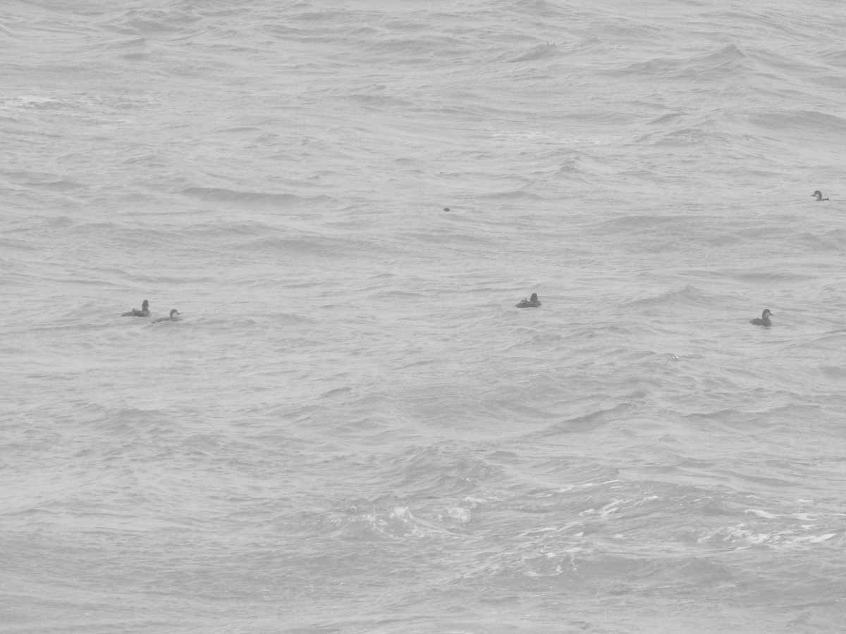 ヨーロッパクロガモ - ML646698160