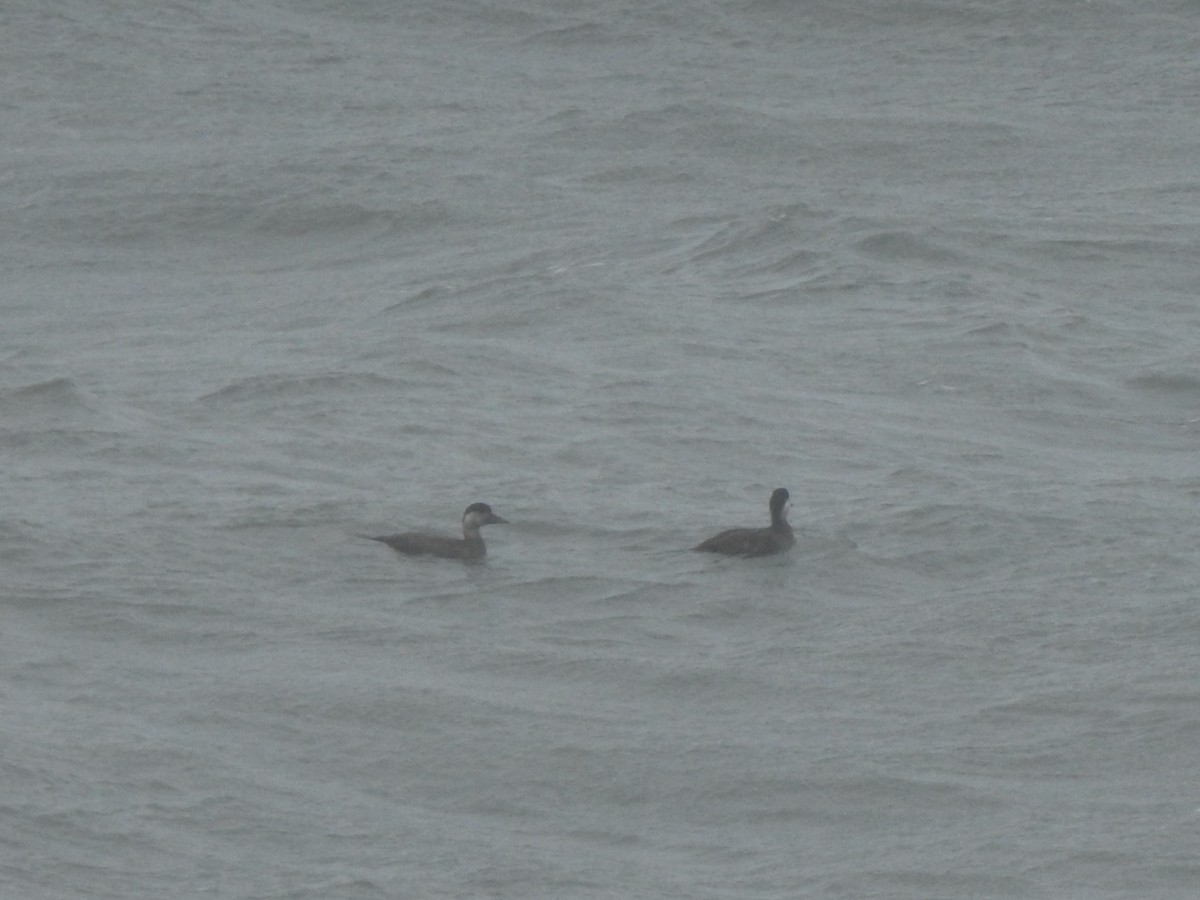 ヨーロッパクロガモ - ML646698161