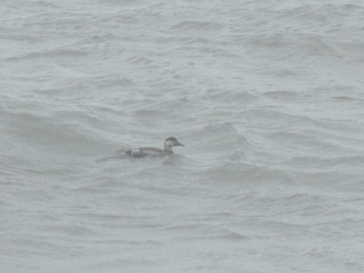 ヨーロッパクロガモ - ML646698162