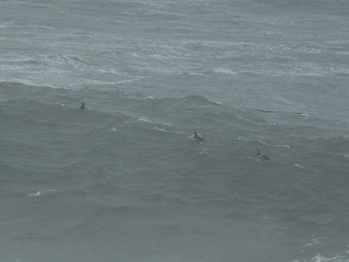 ヨーロッパクロガモ - ML646698163