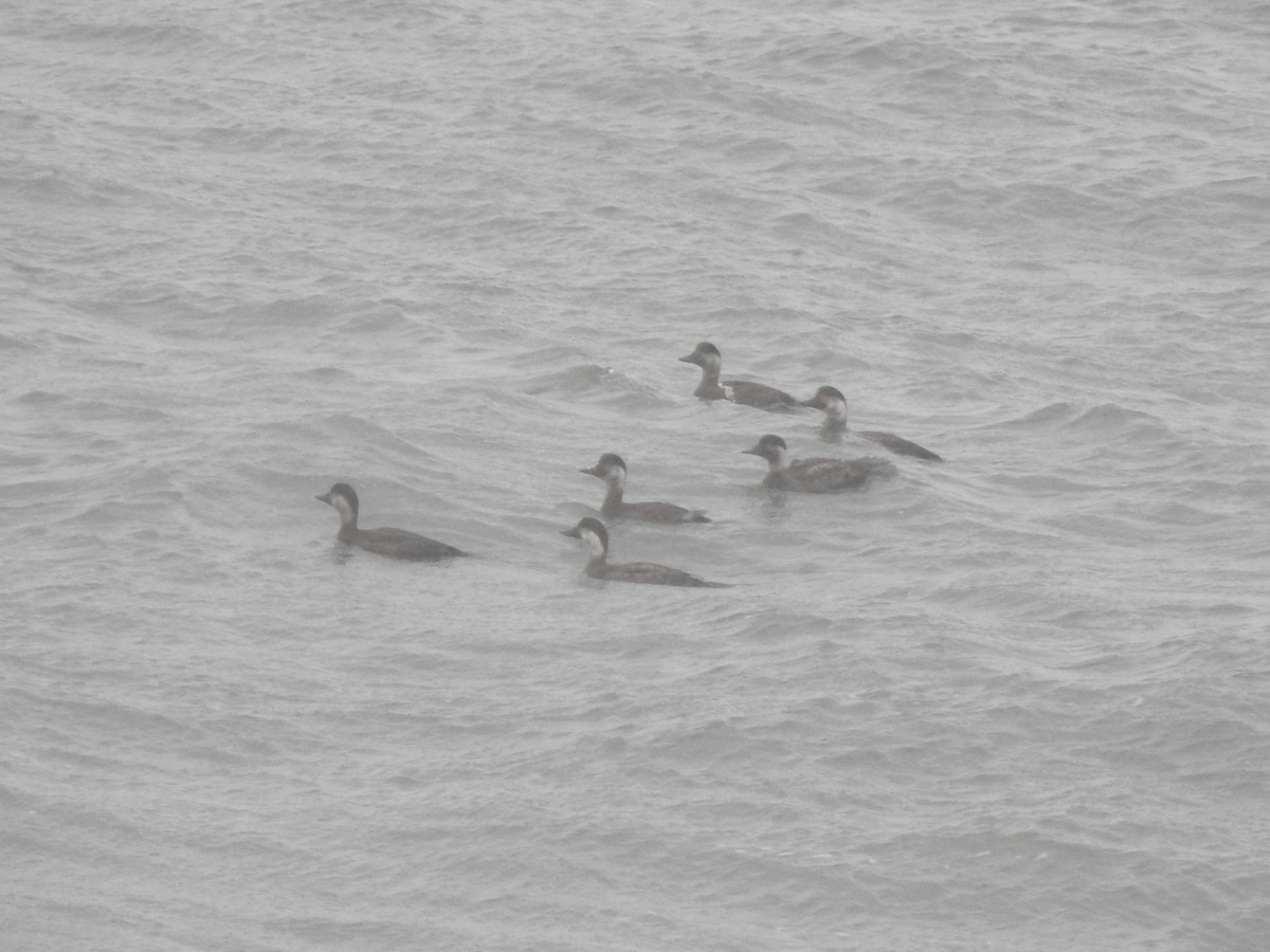 ヨーロッパクロガモ - ML646698164