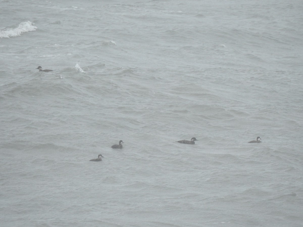 ヨーロッパクロガモ - ML646698165