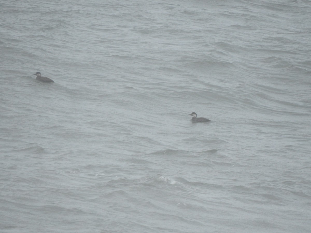 Common Scoter - ML646698166