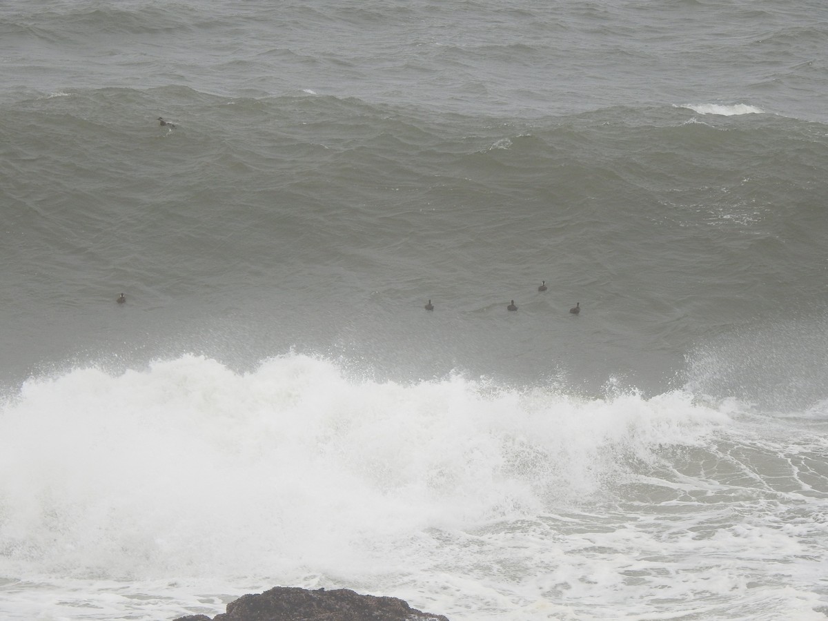 ヨーロッパクロガモ - ML646698167