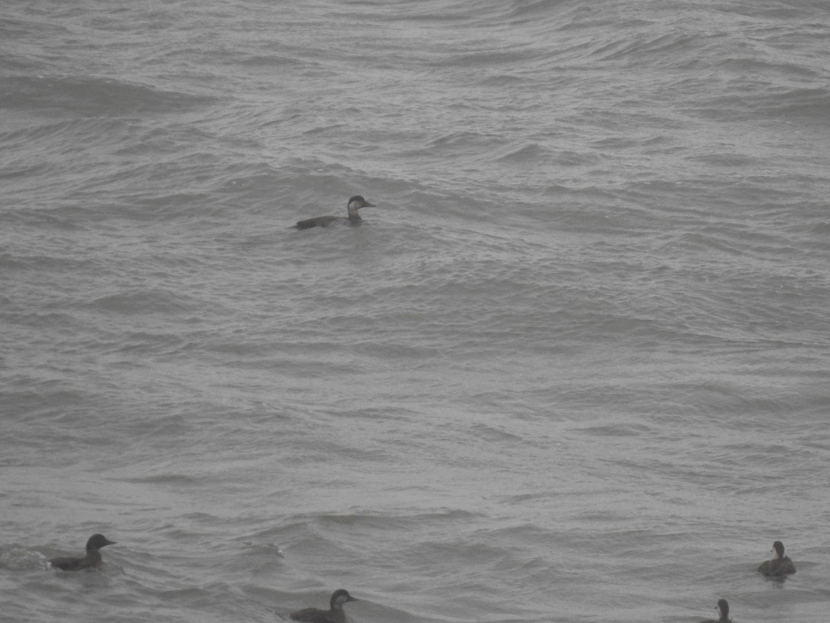 ヨーロッパクロガモ - ML646698168