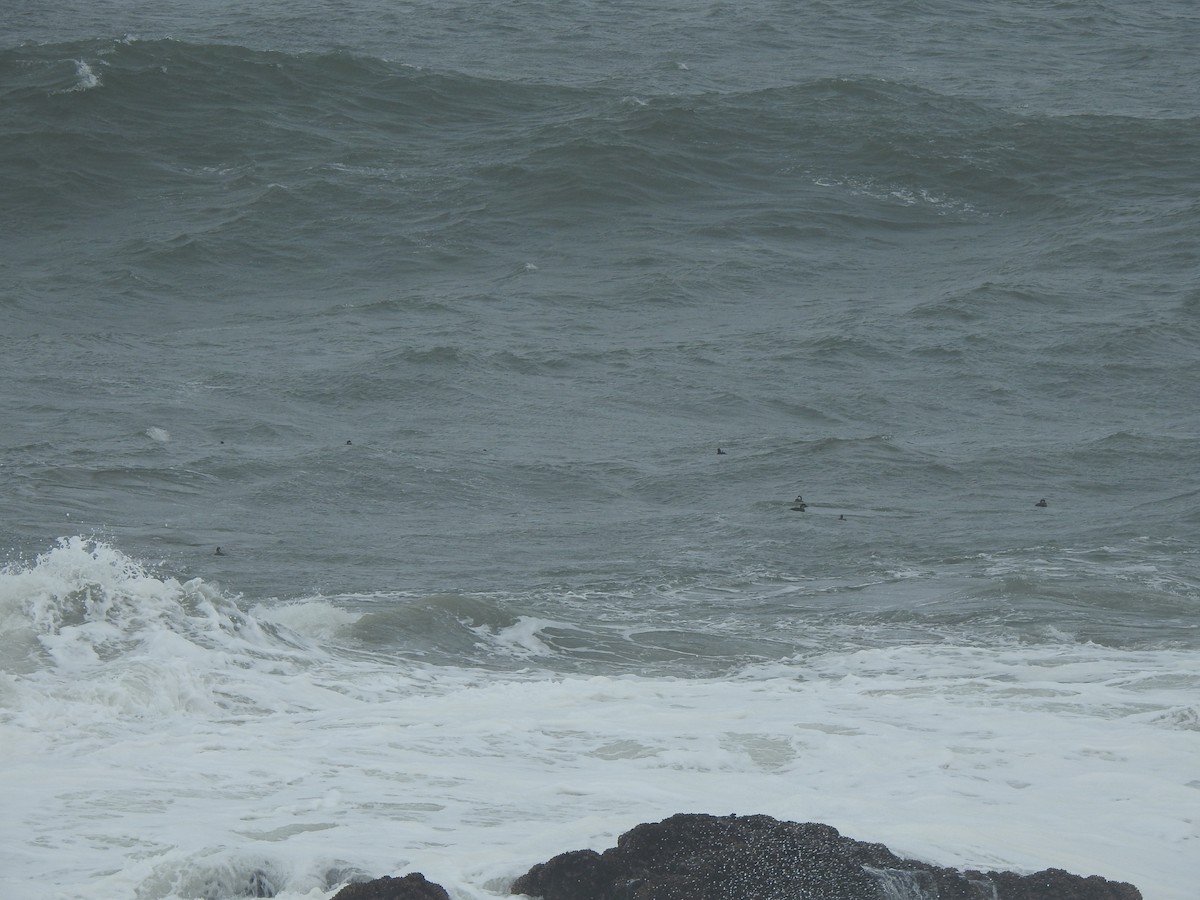 ヨーロッパクロガモ - ML646698169